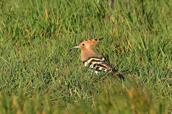 Photo of Hoopoe at Wokingham, Berkshire. Taken by Andy Tomczynski on 30th April 2026.