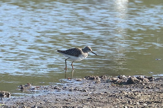 Photo of Wood Sandpiper at Sulhamstead Abbots, Berkshire. Taken by Andy Tomczynski on 29th April 2026.
