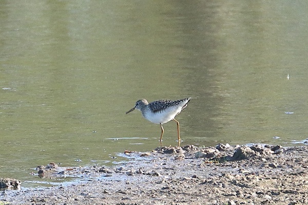 Photo of Wood Sandpiper at Sulhamstead Abbots, Berkshire. Taken by Andy Tomczynski on 29th April 2026.