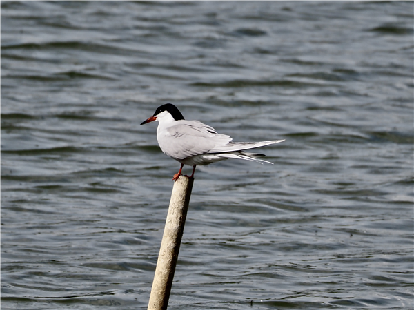 Photo of Common Tern at Lower Farm GP, Berkshire. Taken by Peter Young on 6th May 2026.