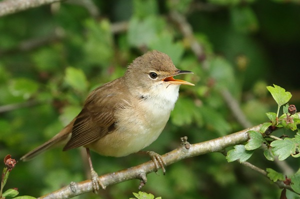 Photo of Reed Warbler at Lea Farm Lake, Berkshire. Taken by Andy Tomczynski on 6th June 2026.