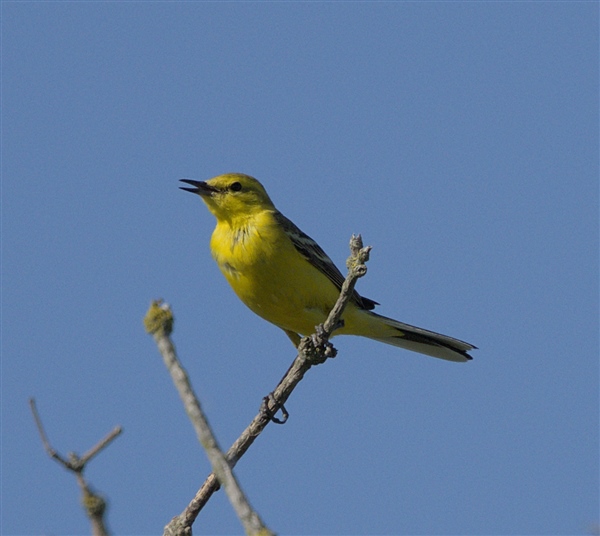 Photo of Yellow Wagtail at Compton, Berkshire. Taken by Don Broadbridge on 13th June 2026.