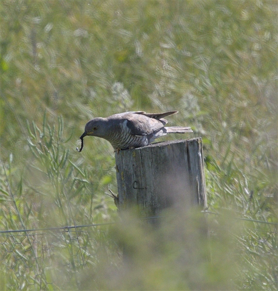 Photo of Cuckoo at East Ilsley, Berkshire. Taken by Don Broadbridge on 13th June 2026.