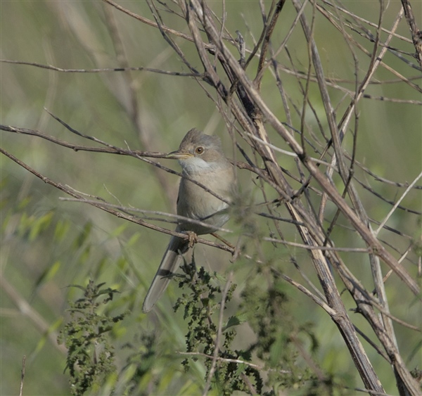 Photo of Whitethroat at Compton Downs, Berkshire. Taken by Don Broadbridge on 13th June 2026.