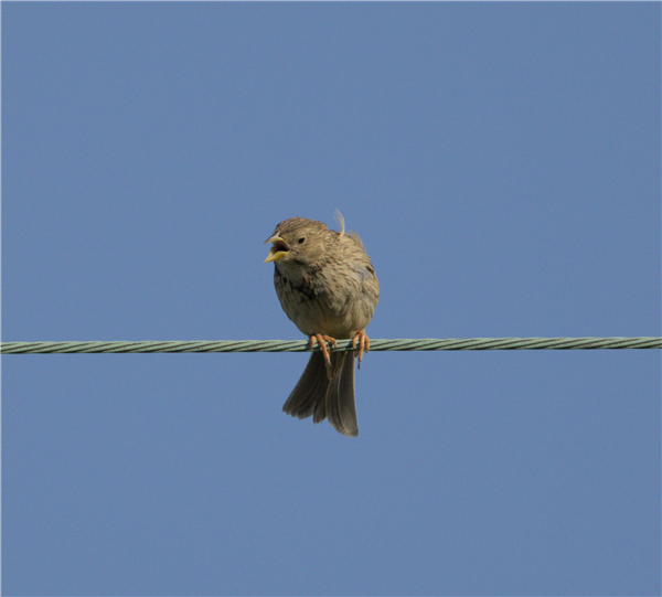 Photo of Corn Bunting at Compton Downs, Berkshire. Taken by Don Broadbridge on 13th June 2026.