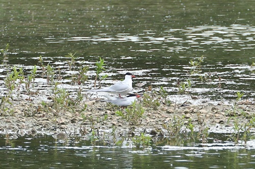 Photo of Common Tern at Lea Farm Lake, Berkshire. Taken by Andy Tomczynski on 21st May 2026.