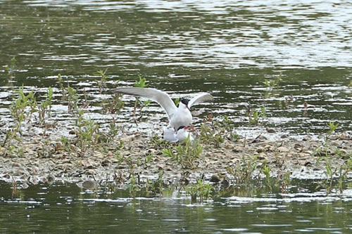 Photo of Common Tern at Lea Farm Lake, Berkshire. Taken by Andy Tomczynski on 21st May 2026.