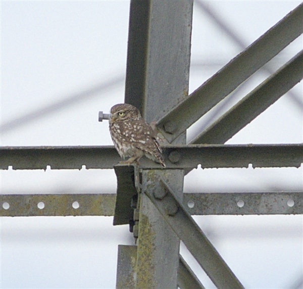 Photo of Little Owl at Hurst, Berkshire. Taken by Don Broadbridge on 17th June 2026.