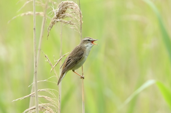 Photo of Sedge Warbler at Lea Farm Lake, Berkshire. Taken by Andy Tomczynski on 2nd June 2026.