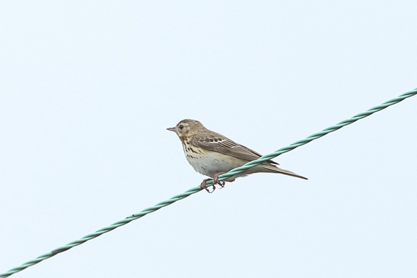 Photo of Tree Pipit at Bucklebury Common, Berkshire. Taken by Andy Tomczynski on 7th June 2026.