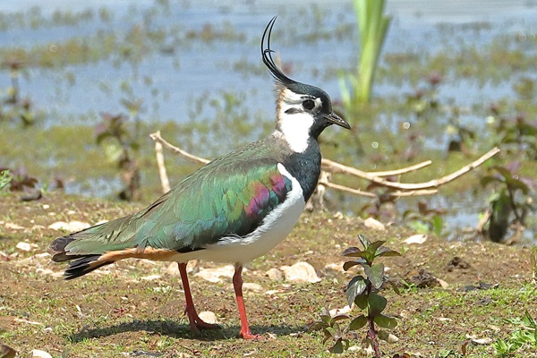 Photo of Lapwing at Lavell's Lake, Dinton Pastures CP, Berkshire. Taken by Andy Tomczynski on 6th May 2026.