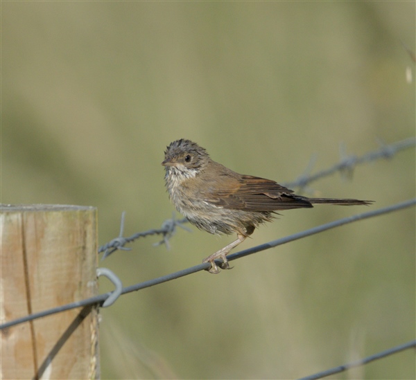 Photo of Whitethroat at New workings, Moor Green Lakes, Berkshire. Taken by Don Broadbridge on 27th June 2026.