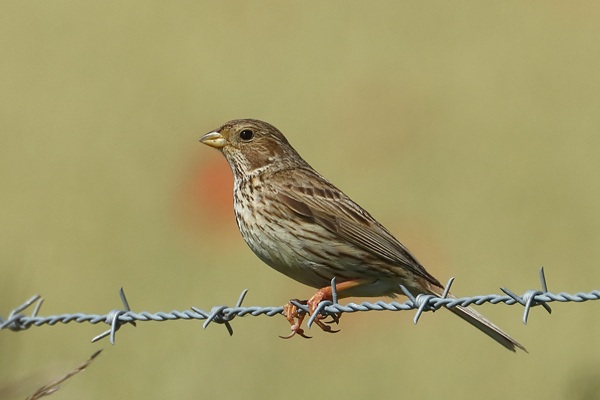 Photo of Corn Bunting at Warren Down, Berkshire. Taken by Andy Tomczynski on 19th June 2026.