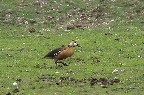 Photo of Wandering Whistling Duck at Sulhamstead Abbots, Berkshire. Taken by Andy Tomczynski on 13th May 2026.