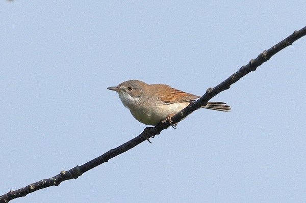 Photo of Whitethroat at Emmer Green, Berkshire. Taken by Andy Tomczynski on 7th May 2026.