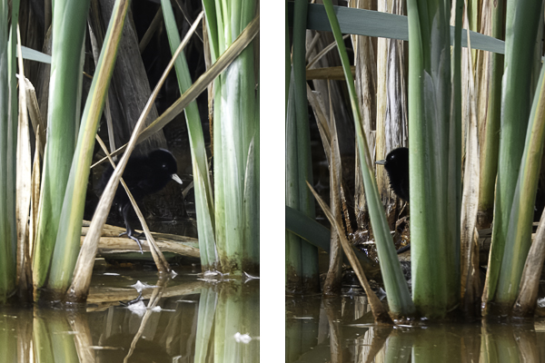 Photo of Water Rail at New workings, Moor Green Lakes, Berkshire. Taken by Peter Craig on 20th July 2026.