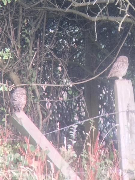 Photo of Little Owl at Hurst, Berkshire. Taken by Michael Hubbard on 21st July 2026.
