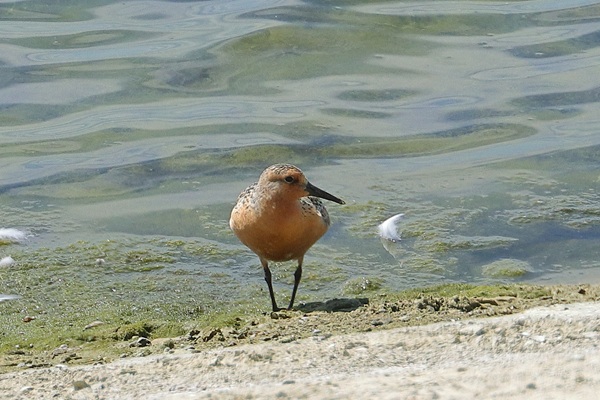 Photo of Knot at Queen Mother Reservoir, Berkshire. Taken by Andy Tomczynski on 20th July 2026.