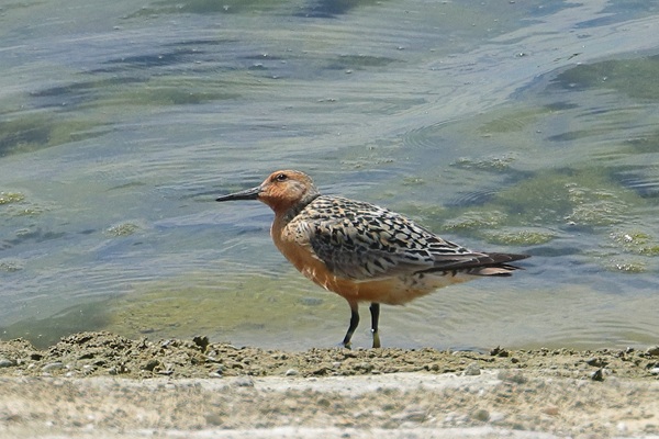 Photo of Knot at Queen Mother Reservoir, Berkshire. Taken by Andy Tomczynski on 20th July 2026.