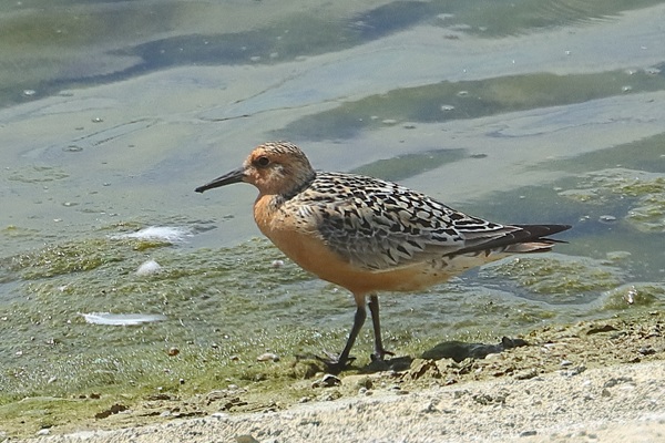 Photo of Knot at Queen Mother Reservoir, Berkshire. Taken by Andy Tomczynski on 20th July 2026.