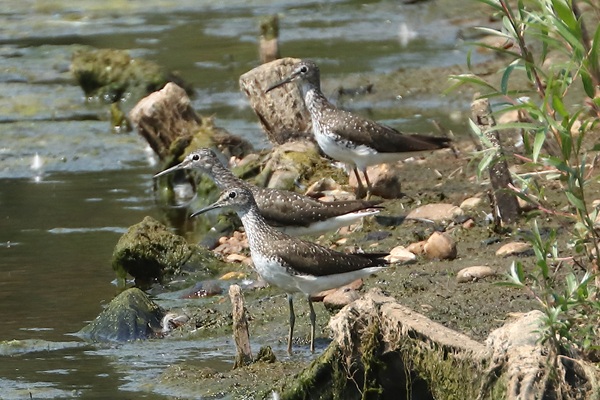 Photo of Green Sandpiper at Lavell's Lake, Dinton Pastures CP, Berkshire. Taken by Andy Tomczynski on 10th July 2026.