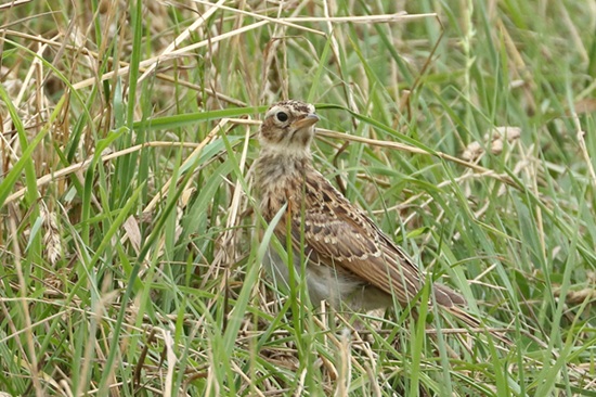 Photo of Skylark at Compton Downs, Berkshire. Taken by Andy Tomczynski on 29th June 2026.