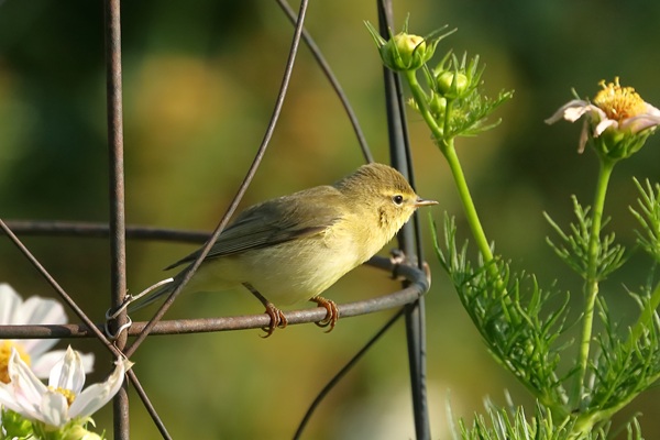 Photo of Willow Warbler at Emmer Green, Berkshire. Taken by Andy Tomczynski on 21st July 2026.