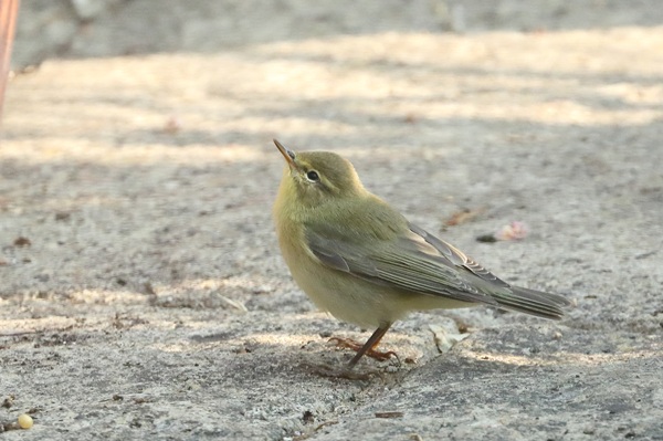 Photo of Willow Warbler at Emmer Green, Berkshire. Taken by Andy Tomczynski on 21st July 2026.