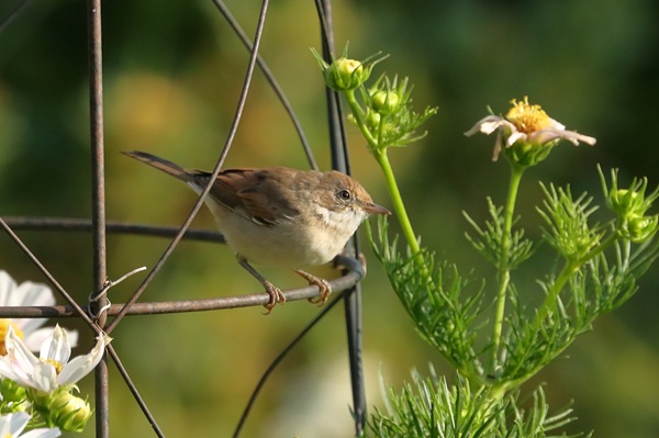 Photo of Whitethroat at Emmer Green, Berkshire. Taken by Andy Tomczynski on 21st July 2026.