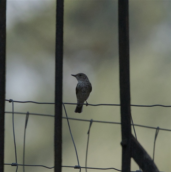 Photo of Spotted Flycatcher at Swallowfield Church, Berkshire. Taken by Don Broadbridge on 29th July 2026.