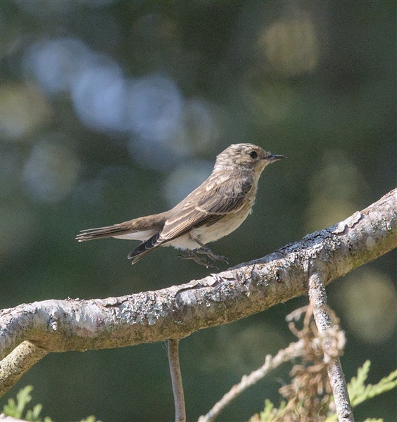 Photo of Spotted Flycatcher at Swallowfield Church, Berkshire. Taken by Don Broadbridge on 29th July 2026.