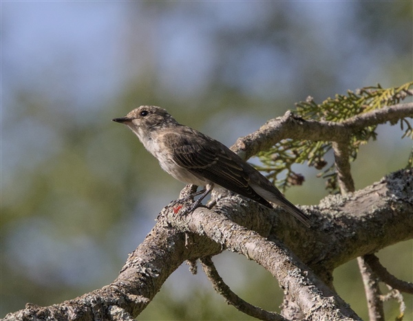 Photo of Spotted Flycatcher at Swallowfield Church, Berkshire. Taken by Don Broadbridge on 29th July 2026.