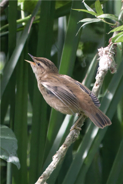 Photo of Sedge Warbler at Holybrook Linear Park, Berkshire. Taken by John Absolom on 6th July 2026.
