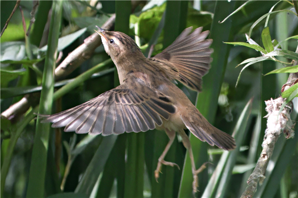 Photo of Sedge Warbler at Holybrook Linear Park, Berkshire. Taken by John Absolom on 6th July 2026.