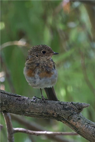 Photo of Robin at Holybrook Linear Park, Berkshire. Taken by John Absolom on 6th July 2026.