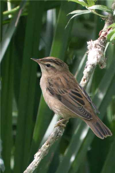 Photo of Sedge Warbler at Holybrook Linear Park, Berkshire. Taken by John Absolom on 6th July 2026.