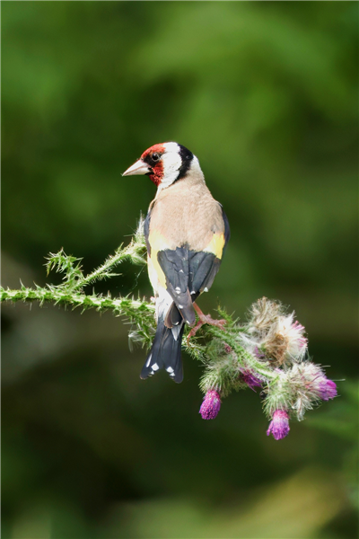 Photo of Goldfinch at Holybrook Linear Park, Berkshire. Taken by John Absolom on 6th July 2026.