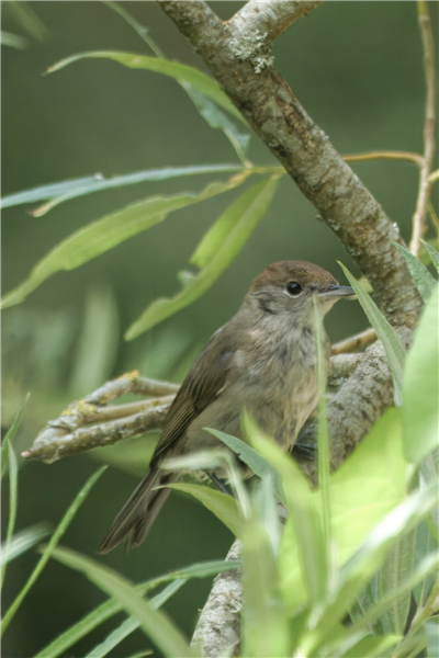 Photo of Blackcap at Holybrook Linear Park, Berkshire. Taken by John Absolom on 6th July 2026.