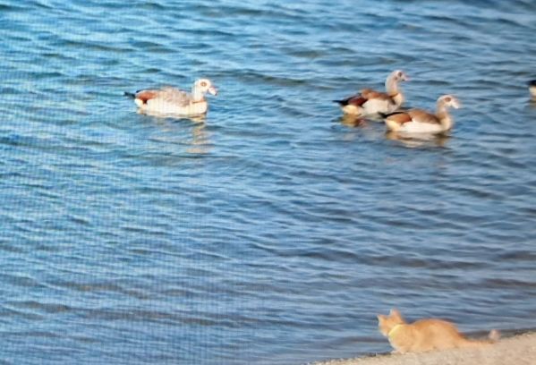 Photo of Egyptian Goose at Queen Mother Reservoir, Berkshire. Taken by Peter Newbound on 1st August 2026.