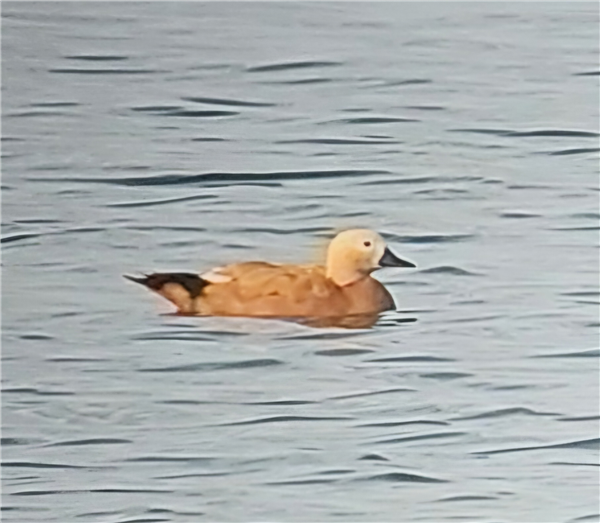 Photo of Ruddy Shelduck at Queen Mother Reservoir, Berkshire. Taken by Chris Heard on 23rd June 2026.