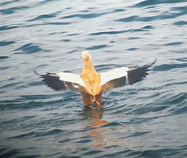 Photo of Ruddy Shelduck at Queen Mother Reservoir, Berkshire. Taken by Chris Heard on 18th July 2026.