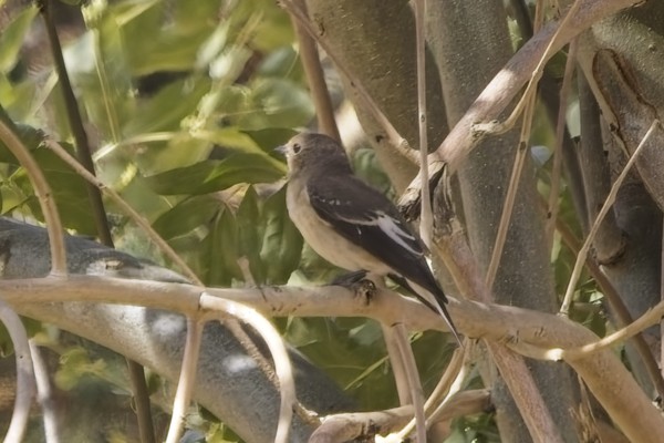 Photo of Pied Flycatcher at Dinton Pastures CP, Berkshire. Taken by Marek Walford on 24th July 2026.