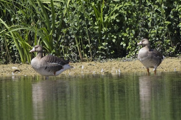 Photo of White-fronted Goose at Rowneys Predator Lake, Woolhampton GPs, Berkshire. Taken by Marek Walford on 1st August 2026.
