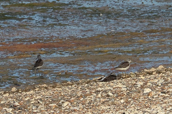 Photo of Greenshank at Queen Mother Reservoir, Berkshire. Taken by Andy Tomczynski on 17th August 2026.