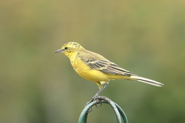Photo of Yellow Wagtail at Emmer Green, Berkshire. Taken by Andy Tomczynski on 17th August 2026.