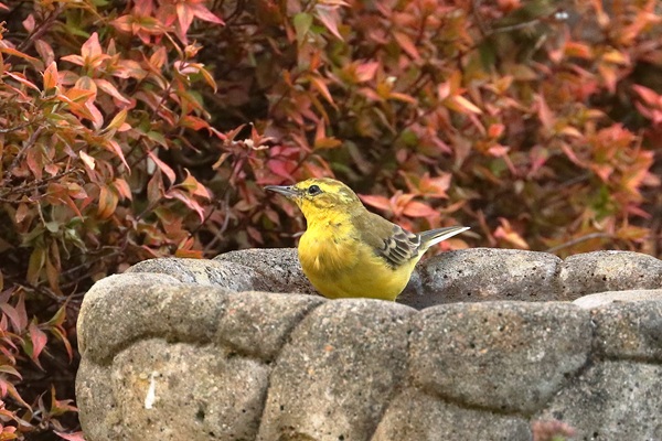 Photo of Yellow Wagtail at Emmer Green, Berkshire. Taken by Andy Tomczynski on 17th August 2026.