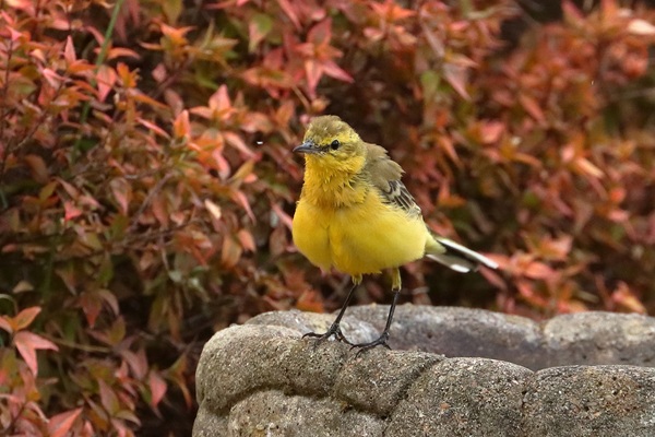 Photo of Yellow Wagtail at Emmer Green, Berkshire. Taken by Andy Tomczynski on 17th August 2026.