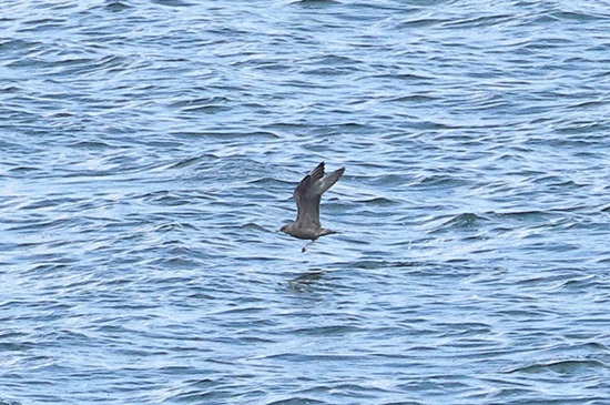 Photo of Long-tailed Skua at Queen Mother Reservoir, Berkshire. Taken by Andy Tomczynski on 30th August 2026.