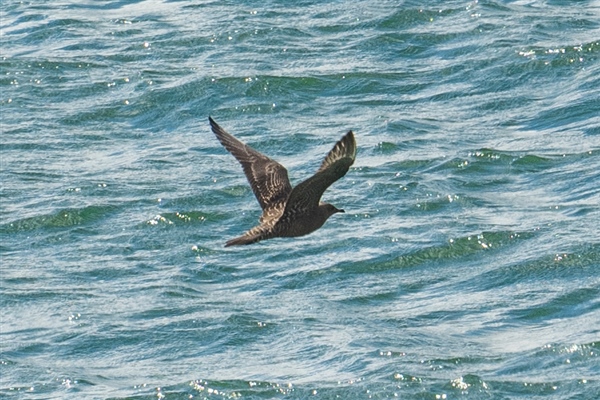 Photo of Long-tailed Skua at Queen Mother Reservoir, Berkshire. Taken by Dave Rimes on 31st August 2026.