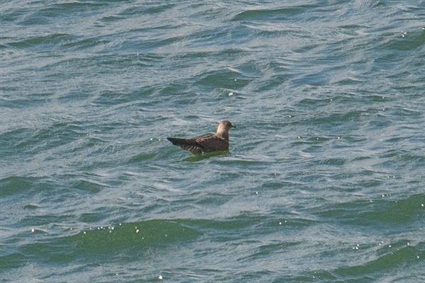 Photo of Long-tailed Skua at Queen Mother Reservoir, Berkshire. Taken by Dave Rimes on 31st August 2026.